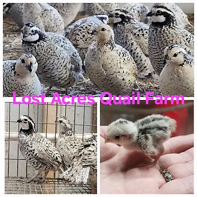 12+  Snowflake Bobwhite Quail Hatching Eggs (Shipping 1st Week Of May) • $20