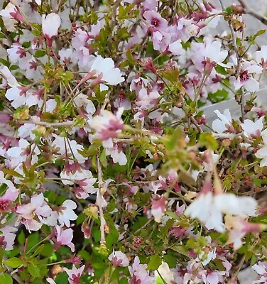 Prunus Incisa Kojo No Mai - Flowering Cherry - 3 Litre Pot - Potted Plant • £17.99