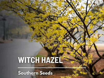 Witch Hazel - 5 Medicinal Seeds - Fragrant Yellow Blooms (Hamamelis Virginiana) • $1.95