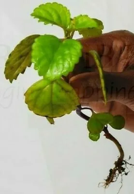£4.49 • Buy Swedish Ivy (Plectranthus Verticillatus) - House Plant Stem Cutting