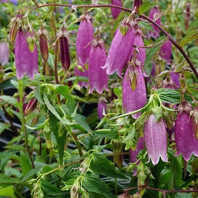 Campanula Punctata Rubriflora Seeds  Hardy Perennial • £3