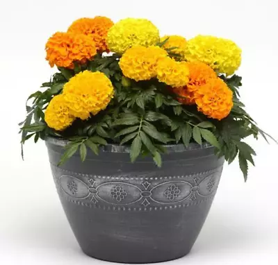 African Marigold Taishan Mix Live Annual Plant/Plugs-10   Baby  Plants • $24.99