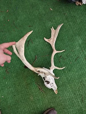 Fallow Deer Buck Skull And Antlers • £120