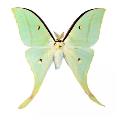 Actias Selene Ningpoana Green Saturn Moth Male China WINGS CLOSED/UNMOUNTED • $38