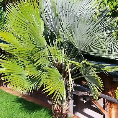 Chamaerops Humilis 'Vulcano' - Vulcano Fan Palm  10 To 20°F (-12 To -6°C • £32.39