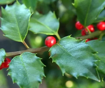 20 X Ilex Opaca Seeds American Holly Tree • £2.42