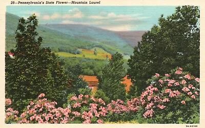 Postcard PA Mountain Laurel Pennsylvania State Flower Linen Vintage PC G2541 • $3