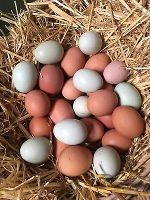 £7 • Buy 6x Fertile Chicken Eggs. Hens Hatching Eggs. Incubator. Large Fowl.