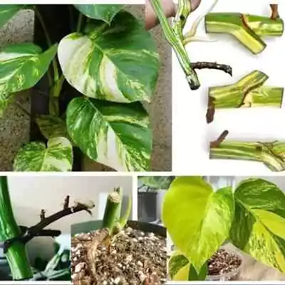 Albo Monstera 10 Rooted Nodes Pinnatum Fresh Cutting Epipremnum Variegated Plant • $11.99
