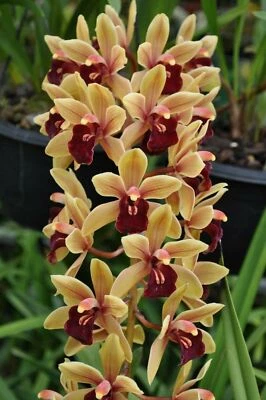 $18 • Buy OoN Cymbidium Orchid Mem. Marvin Gaye 'Royale'  (3908) 68mm SLC