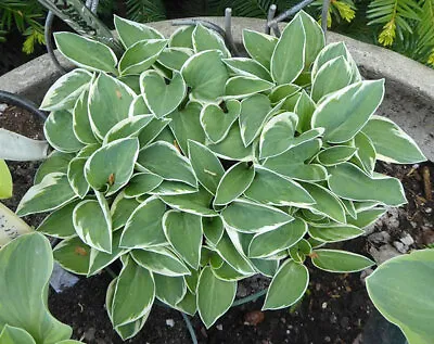 £10 • Buy Hosta Country Mouse X2 In 9cm Pot