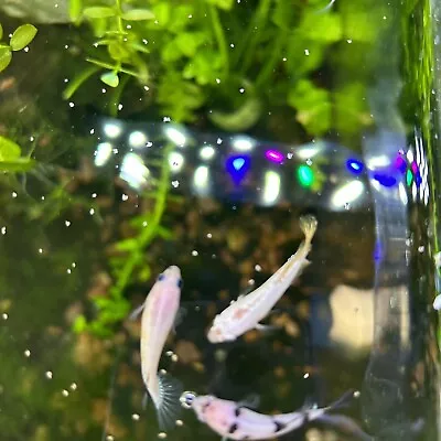 10 Baby Betta Fish - Bred In U.S. • $35