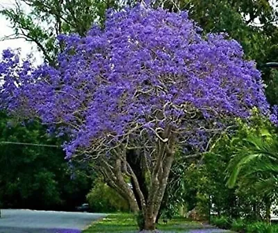 Jacaranda Tree - Jacaranda Mimosifolia - 100 Pieces Fresh Seeds • £8.39