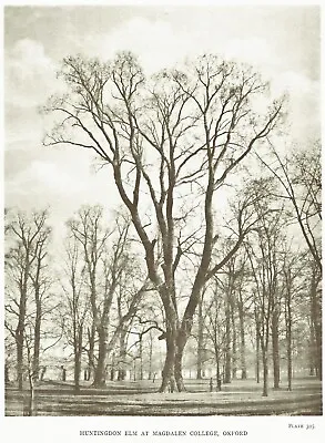 Huntingdon Elm Tree Magdalen College Oxford. Rare Large 1913 Photogravure • £7.99