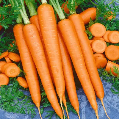 Tendersweet Carrot Seeds 1000+ Vegetable Garden NON-GMO USA SELLER FREE SHIPPING • $2.55