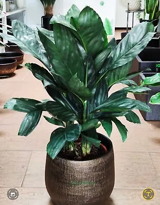 Chamaedorea Metallica Palm Miniature Fishtail Palm - Plant In 14 Cm Pot 35 -40  • £16.50