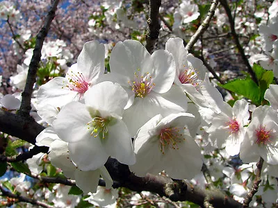 Snowgoose Flowering Cherry Tree 2.5  Pot • $7.95