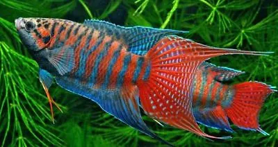 Live Aquarium Fish BLUE Paradise Gourami (PAIR OR 1 FISH. YOU CHOOSE) • $13.98