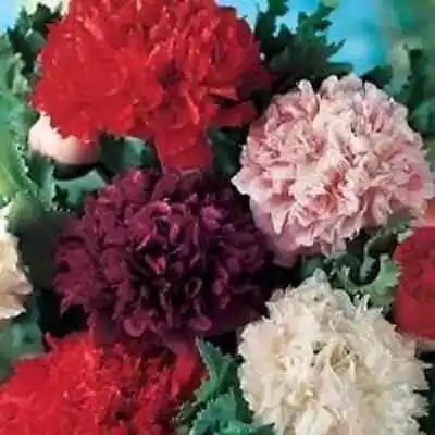 £2.67 • Buy Poppy Peony Double Seed Mixed Colours Fragrant