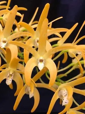 $11.95 • Buy HN173 Orchids Dendrobium Aus Gold Starburst X Brimbank Dream 'Hao's Best'