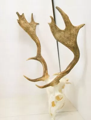 Large Fallow Deer Antlers With Skull. Taxidermy Trophy Hunting House Decor • £199