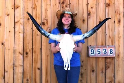 Real Steer Skull Art!! Polished Long Horns Mounted 3' 7  Cow Bull Longhorn H9538 • $41