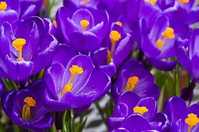 Purple Flower Record Crocus (20 Bulbs) Made In USA • $19.96