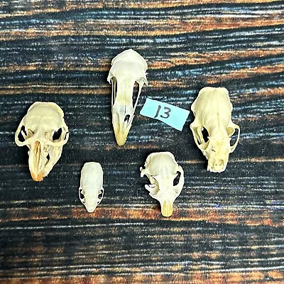 5 Lot Skulls Animal Mink Chicken Ermine Muskrat Odd Mount Craft Unique Art Head • $55