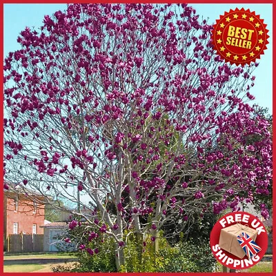 Magnolia Genie Purple Black Magnolia Black Tulip Tree 120-150cm Tall In 10L Pot • £198.98