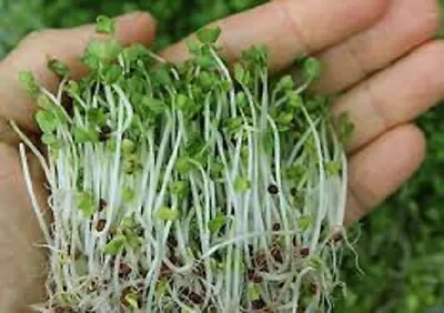 BROCCOLI SPROUTS Broccoli Seeds Sprouting MICROGREEN Broccoli Seeds Sprouts • $2