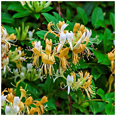 Wild Honeysuckle / Lonicera Periclymenum In 9cm Pot Stunning Flowers • £9.99