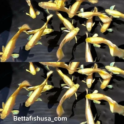 $20.95 • Buy 1 Pair - Full Gold Guppies - High Quality Live Guppy Fish - USA SELLER 