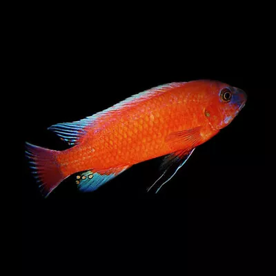 Red Trewavas' Cichlid | Labeotropheus Trewavasae «Red» | Lake Malawi Cichlid • £12.65