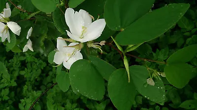 $4.55 • Buy White Dwarf Orchid Tree (Bauhinia Racemosa)10 Seeds