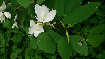 White Dwarf Orchid Tree (Bauhinia Racemosa)10 Seeds • $4.85