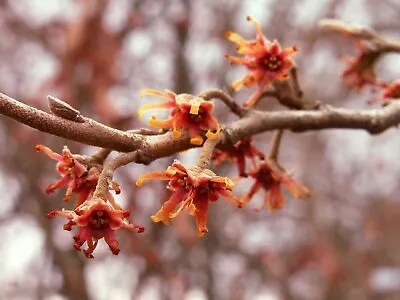 Vernal Witch Hazel (Hamamelis Vernalis) 15 Seeds • $3.20