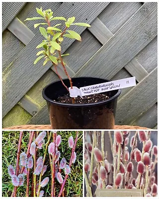 1 X Salix Chaenomeloides Mount Aso Japanese Pink Pussy Willow Plant Catkins • £6.99