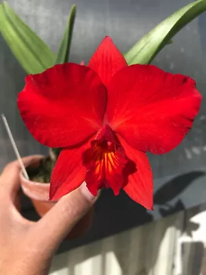 DO- Slc. Richard Stone (Slc. Circle Of Life X Coccinea) Mini Cattleya Orchid • $29.99