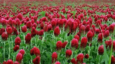 Clover CRIMSON RED Flower Seed. Pollinator Food Heirloom Non-GMO 1200+ Seeds • $3.97