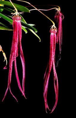 $27 • Buy MOS. Orchid Species Bulbophyllum Treschii