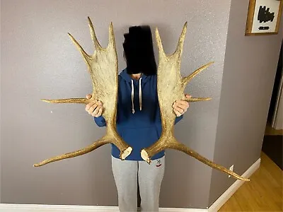 Moose Antler Shed SET Matched Horns Sheds Mount Carving Wild Idaho #1 Grade • $389.99