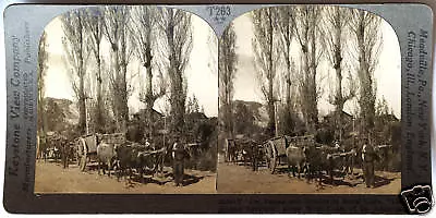 Keystone Stereoview Ox Teams & Drivers Chile So Am. From 1930’s T600 Set #T263 • $0.99