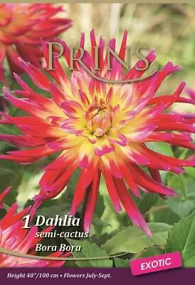 Dahlia Semi Cactus 'Bora Bora' WPC Prins Quality Bulbs & Tubers • £3.99