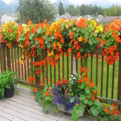 30+TALL NASTURTIUM MIX Seeds Wildflower Trailing Climbing Vine Edible Poor Soils • $2.75