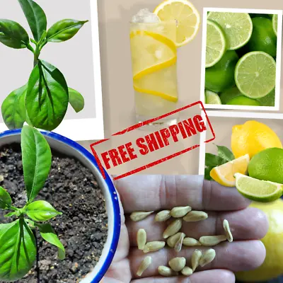 25+ Lemon Seeds Non-Gmo Herb Meyer Fruit Citrus Limon Heirloom Organic Natural • $17.99