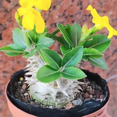 4-5cm Cm Pachypodium Brevicaule × Densiflorum Rare Succulent Tuberous Plants • $75.85