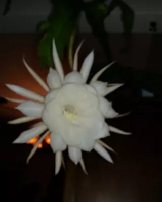 4) Cuttings Night Blooming Cereus  Epiphyllum Oxypetalum  Cacti Cactus Orchid • $14.95