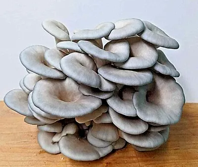 King Blue Oyster Mushroom Grow Kit (Pleurotus Hybrid) - Already Inoculated! • $18.49