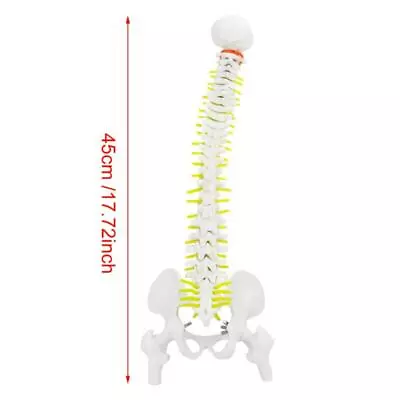 Flexible 45cm Human Spine Model W/ Stand - Removable Vertebrae - Educational • $24.57