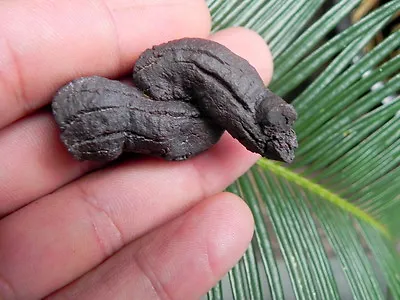 $29.95 • Buy Turtle Poop Fossil Eocene Turtle Coprolite Fossil From Madagascar